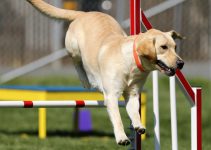 Labrador som hoppar över hinder