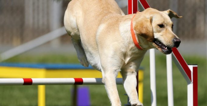 Labrador som hoppar över hinder